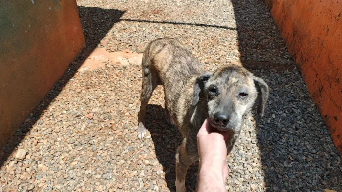 Cachorro raça SRD-ViraLata idade 3 anos nome Ísis