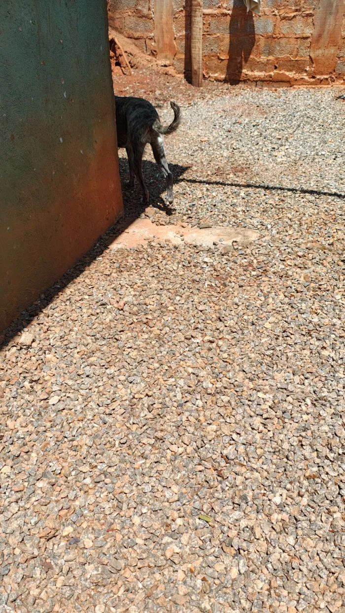 Cachorro raça SRD-ViraLata idade 3 anos nome Ísis