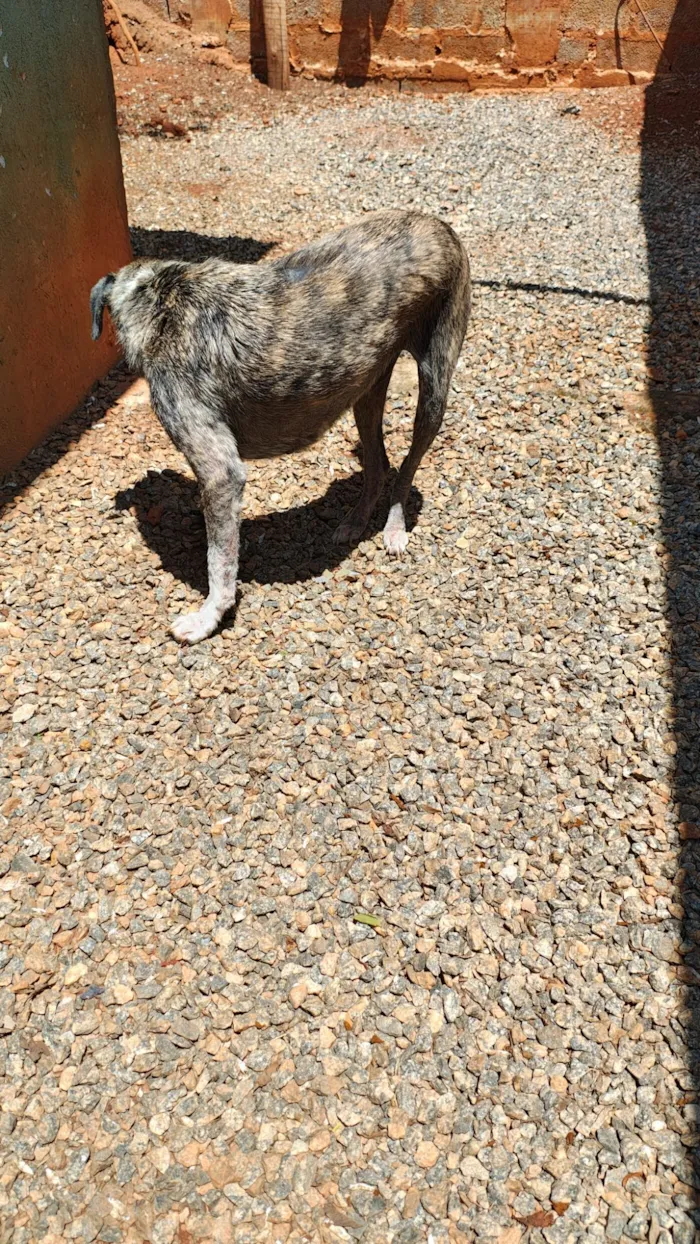 Cachorro raça SRD-ViraLata idade 3 anos nome Ísis