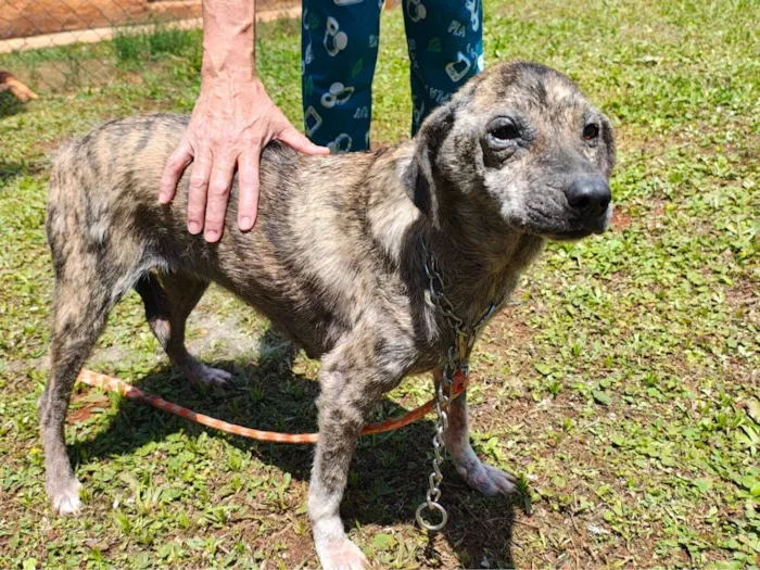 Cachorro raça SRD-ViraLata idade 3 anos nome Ísis