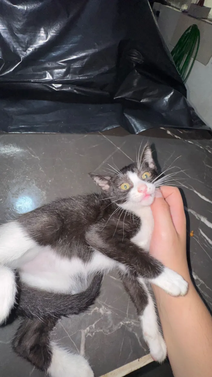 Gato raça SRD-ViraLata idade 2 a 6 meses nome Filhotes