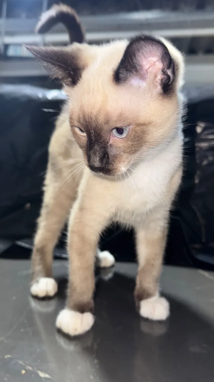 Gato raça SRD-ViraLata idade 2 a 6 meses nome Filhotes