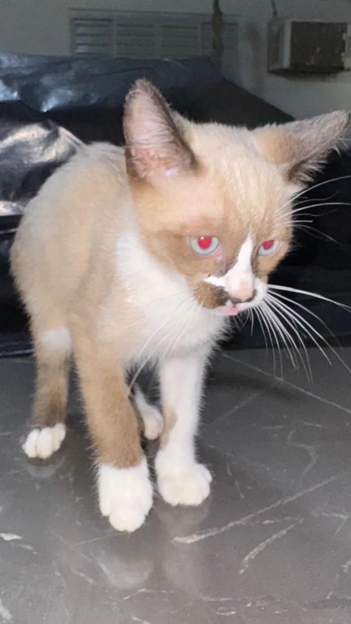 Gato raça SRD-ViraLata idade 2 a 6 meses nome Filhotes