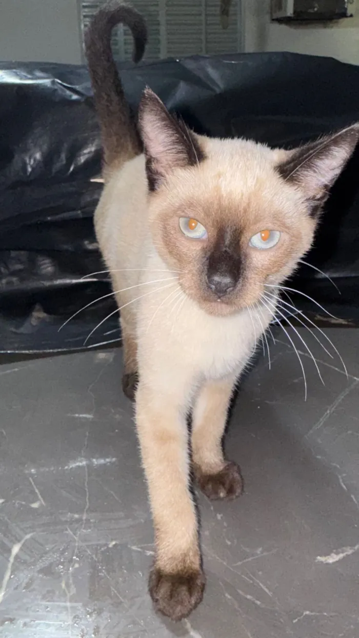 Gato raça SRD-ViraLata idade 2 a 6 meses nome Filhotes