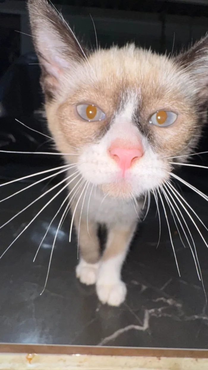 Gato raça SRD-ViraLata idade 2 a 6 meses nome Filhotes