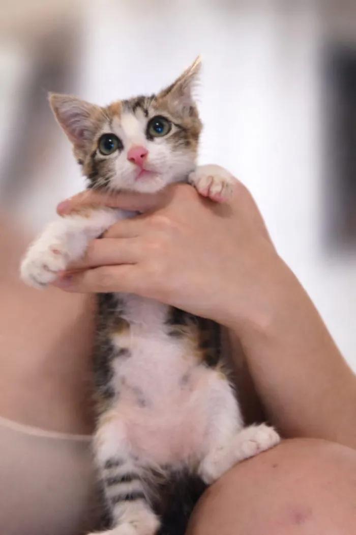 Gato raça SRD-ViraLata idade Abaixo de 2 meses nome Neném