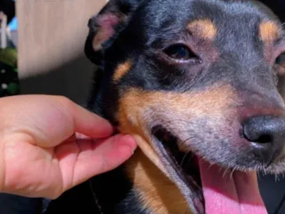 Cachorro raça SRD-ViraLata idade 6 ou mais anos nome MAX 