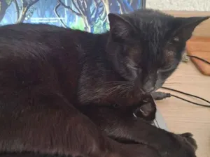 Gato raça SRD-ViraLata idade 3 anos nome Frida 