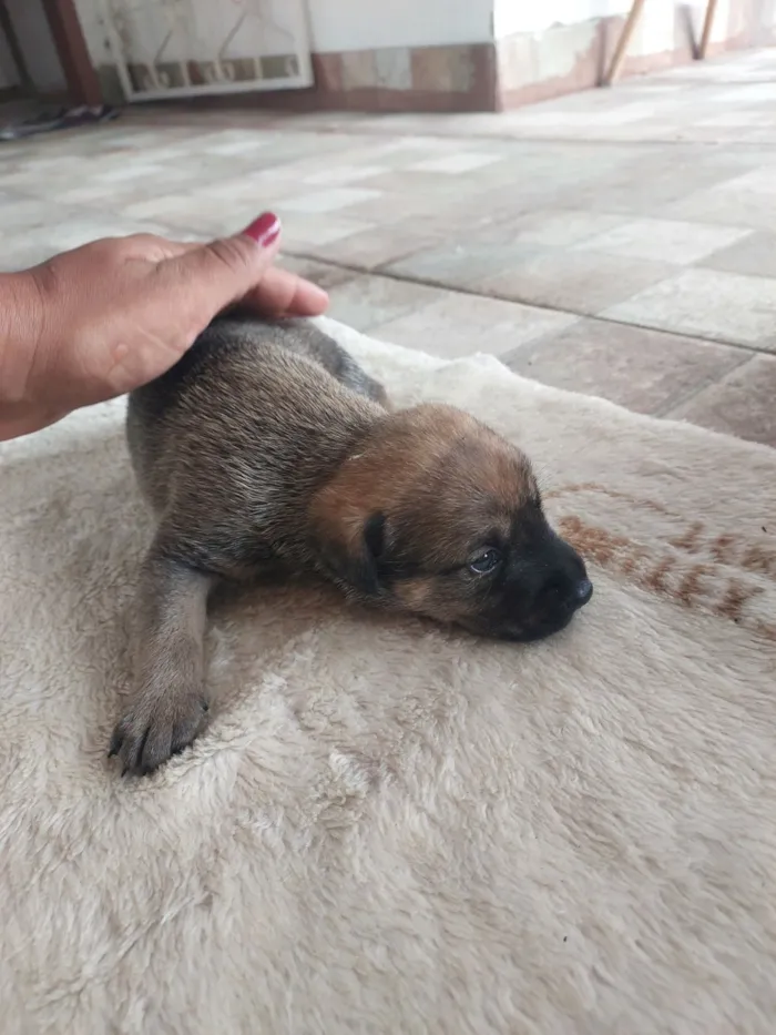 Cachorro raça SRD-ViraLata idade Abaixo de 2 meses nome Rajado 1