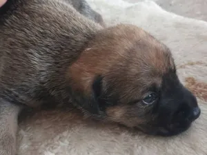 Cachorro raça SRD-ViraLata idade Abaixo de 2 meses nome Rajado 1