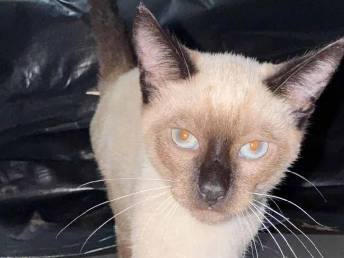 Gato raça SRD-ViraLata idade 2 a 6 meses nome Filhotes