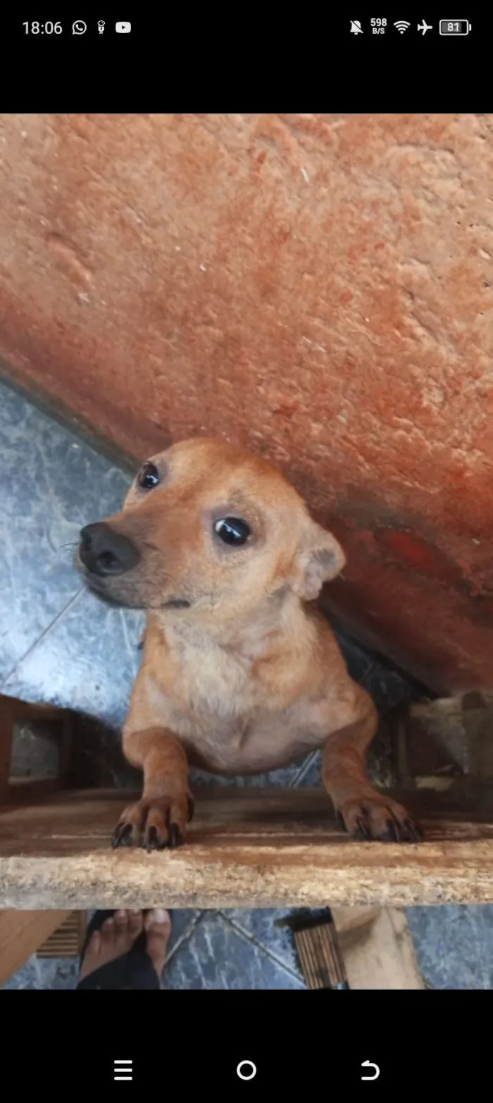 Cachorro raça SRD-ViraLata idade 1 ano nome Pitoco 