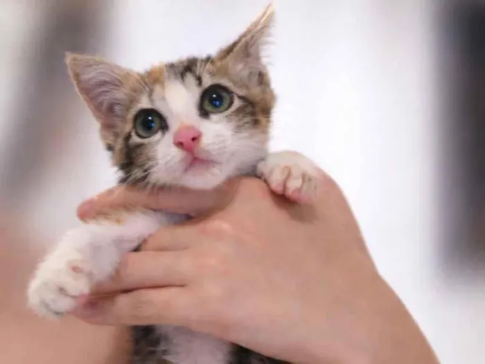 Gato raça SRD-ViraLata idade Abaixo de 2 meses nome Neném