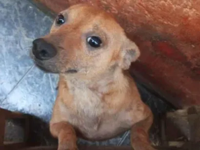 Cachorro raça SRD-ViraLata idade 1 ano nome Pitoco 