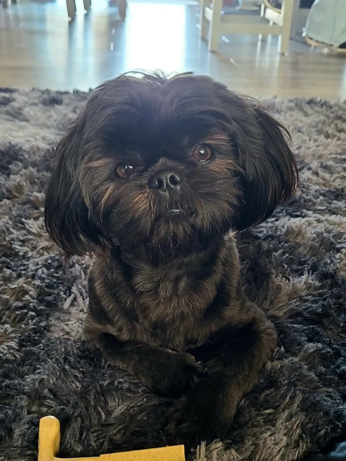 Cachorro raça Shitzu idade 2 a 6 meses nome max