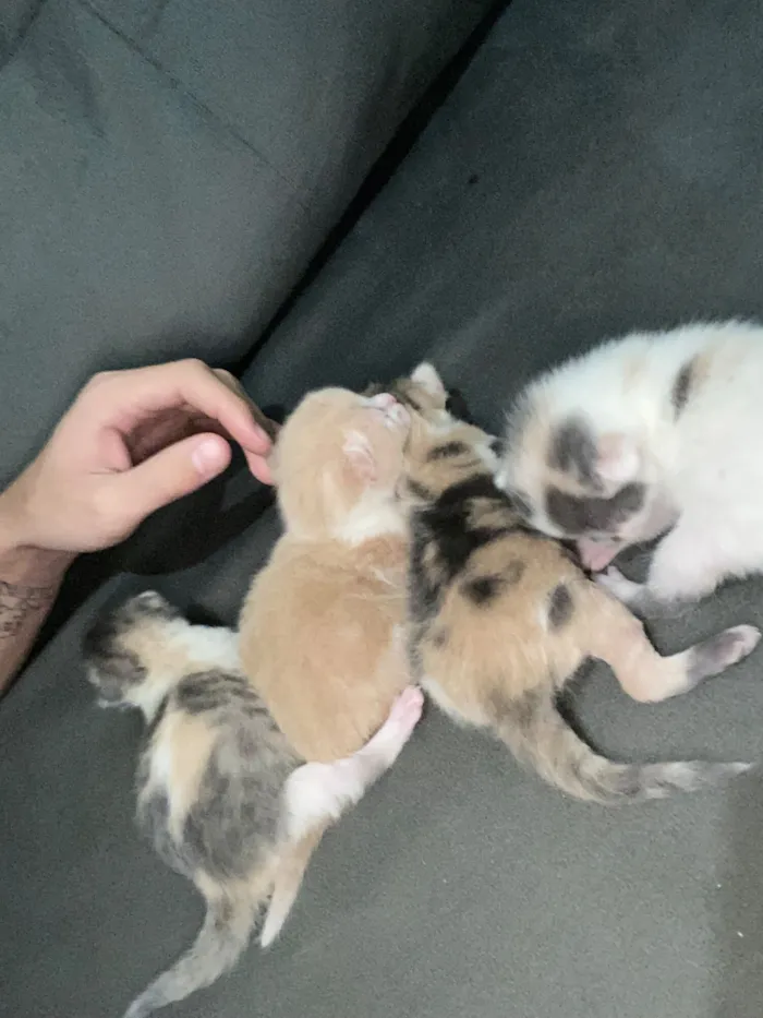 Gato raça SRD-ViraLata idade 1 ano nome Jade 