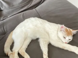 Gato raça SRD-ViraLata idade 1 ano nome Jade 