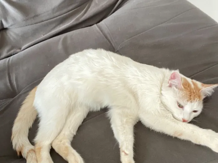 Gato raça SRD-ViraLata idade 1 ano nome Jade 