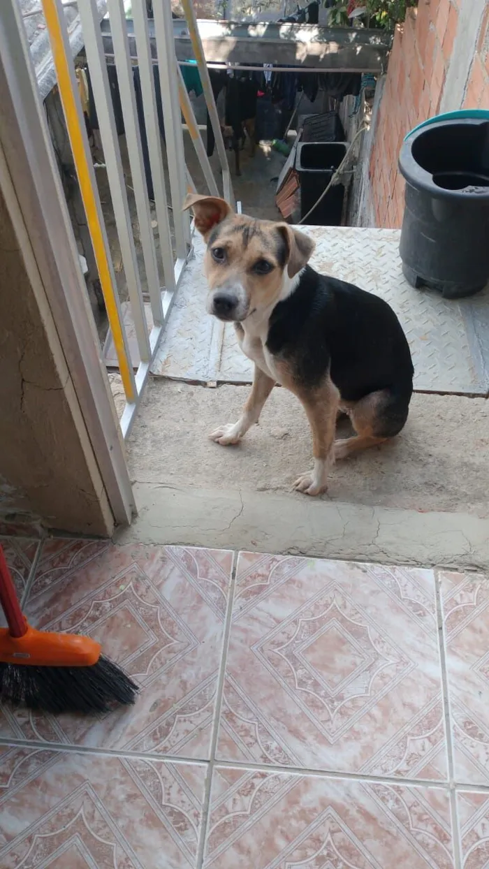 Cachorro raça SRD-ViraLata idade Abaixo de 2 meses nome 1 macho e cinco fêmeas