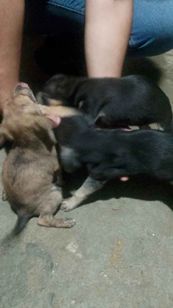 Cachorro raça SRD-ViraLata idade Abaixo de 2 meses nome 1 macho e cinco fêmeas