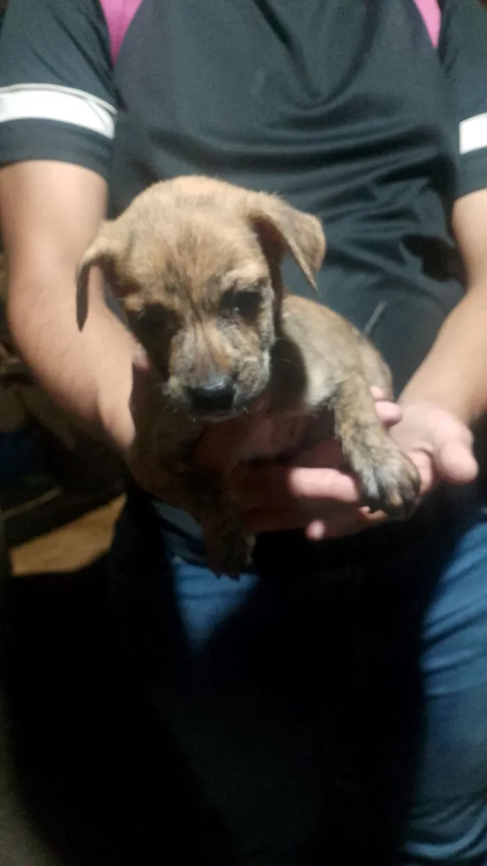 Cachorro raça SRD-ViraLata idade Abaixo de 2 meses nome 1 macho e cinco fêmeas