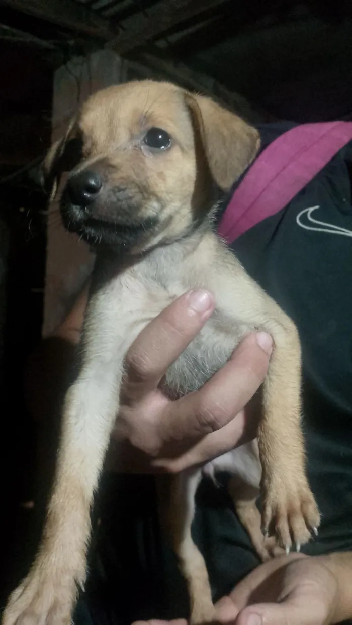 Cachorro raça SRD-ViraLata idade Abaixo de 2 meses nome 1 macho e cinco fêmeas