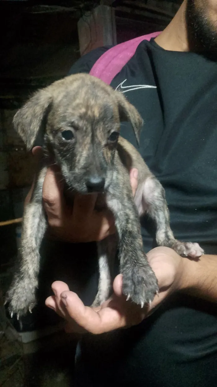 Cachorro raça SRD-ViraLata idade Abaixo de 2 meses nome 1 macho e cinco fêmeas