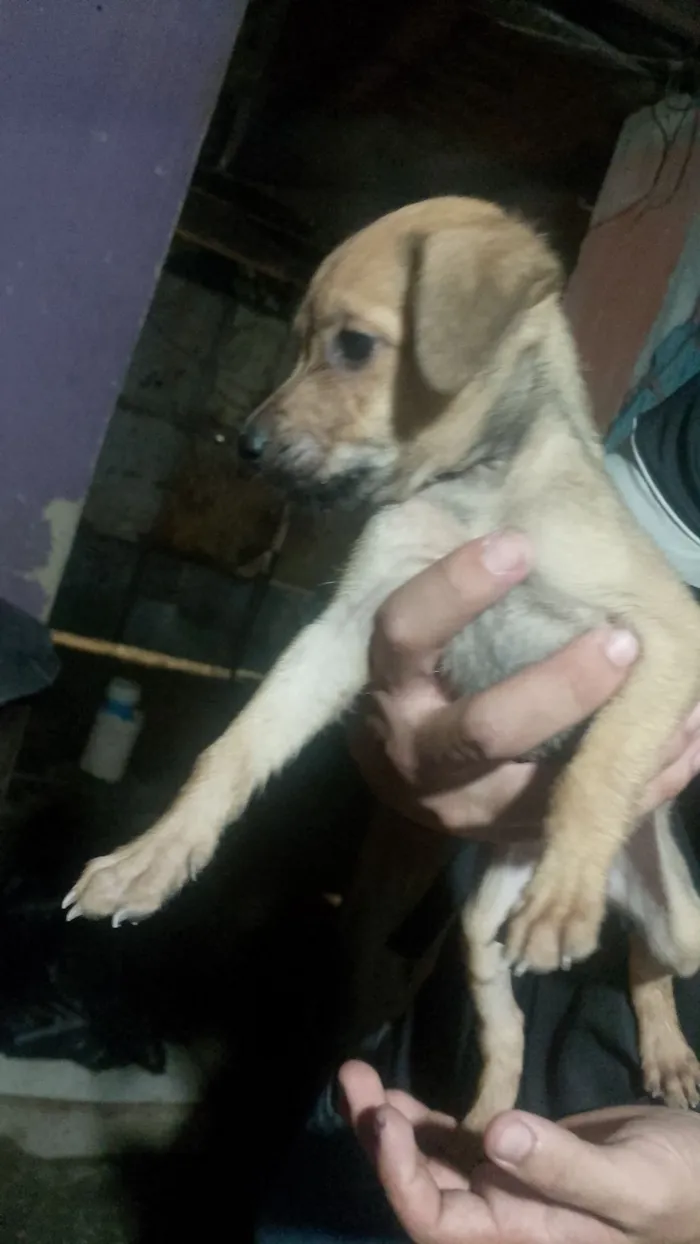 Cachorro raça SRD-ViraLata idade Abaixo de 2 meses nome 1 macho e cinco fêmeas