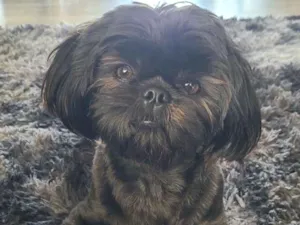 Cachorro raça Shitzu idade 2 a 6 meses nome max