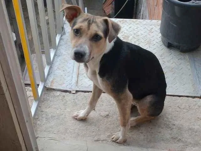 Cachorro raça SRD-ViraLata idade Abaixo de 2 meses nome 1 macho e cinco fêmeas