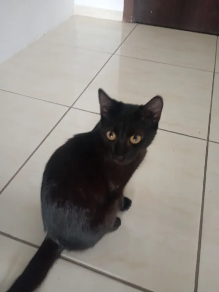 Gato raça SRD-ViraLata idade 2 a 6 meses nome chiquinha