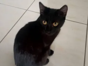 Gato raça SRD-ViraLata idade 2 a 6 meses nome chiquinha