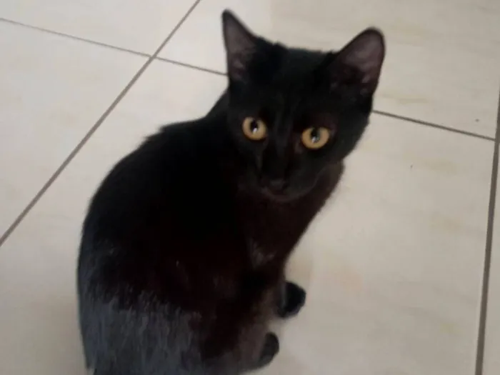 Gato raça SRD-ViraLata idade 2 a 6 meses nome chiquinha