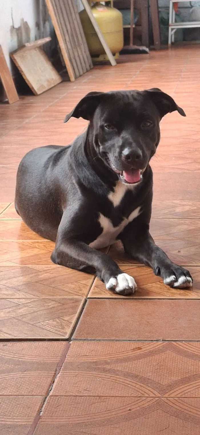 Cachorro raça Pit-Bull idade 2 anos nome Davi