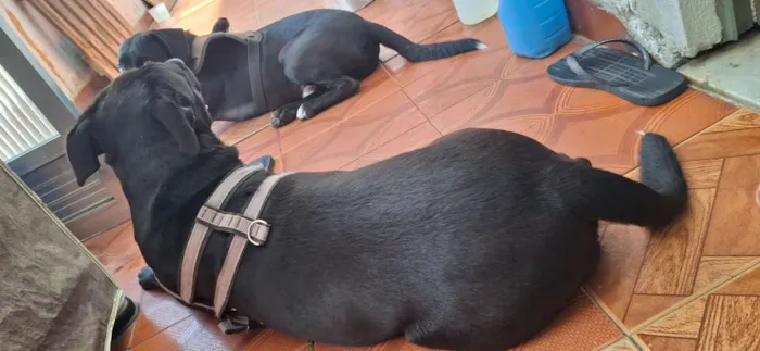 Cachorro raça Pit-Bull idade 2 anos nome Davi