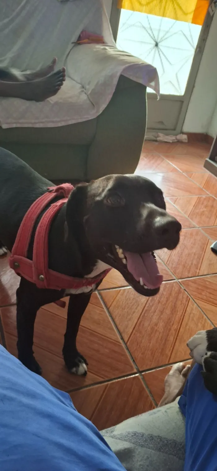 Cachorro raça Pit-Bull idade 2 anos nome Davi