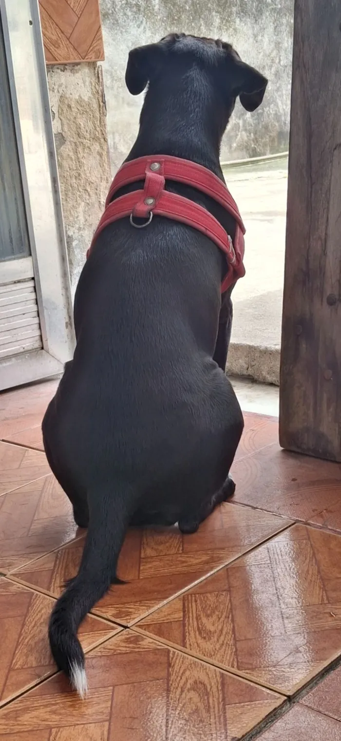 Cachorro raça Pit-Bull idade 2 anos nome Davi