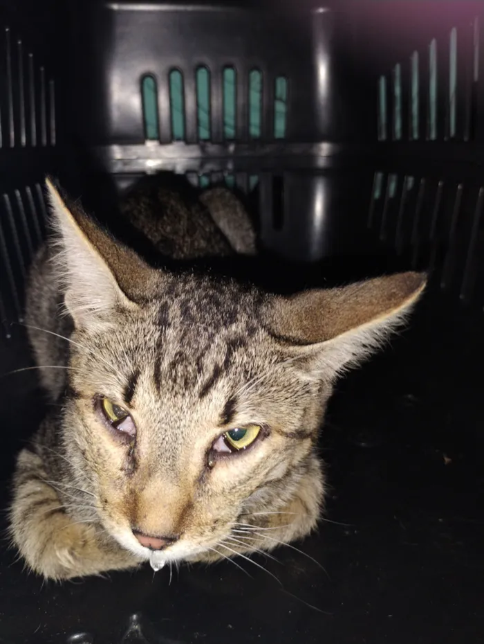 Gato raça SRD-ViraLata idade 7 a 11 meses nome Simba