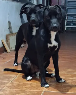 Cachorro raça Pit-Bull idade 2 anos nome Davi e Guiné 