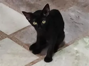 Gato raça SRD-ViraLata idade 2 a 6 meses nome Guga