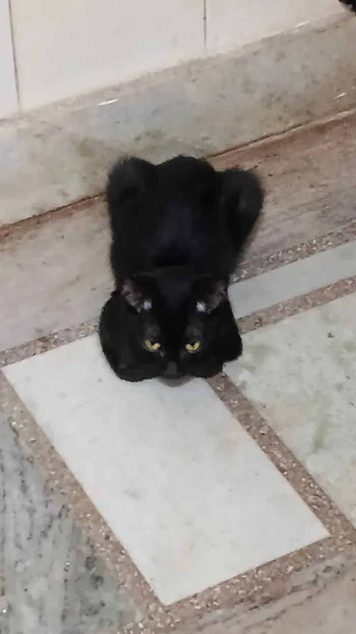 Gato raça SRD-ViraLata idade 2 a 6 meses nome Guga