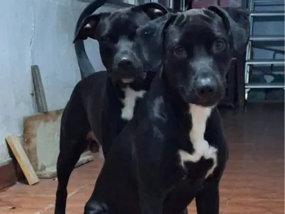 Cachorro raça Pit-Bull idade 2 anos nome Davi e Guiné 