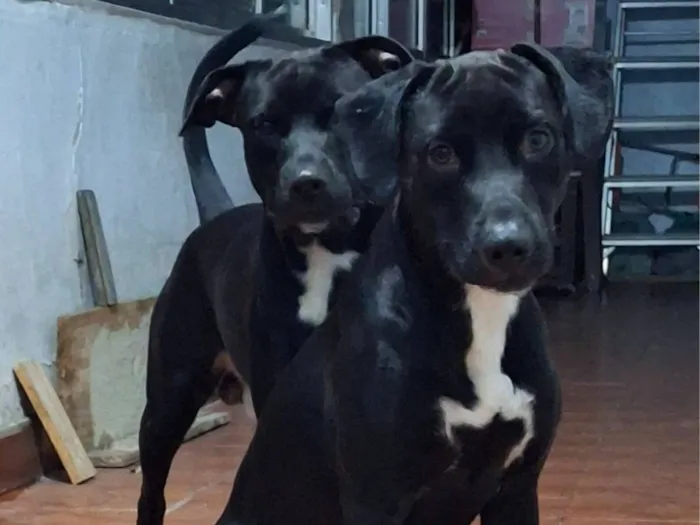 Cachorro raça Pit-Bull idade 2 anos nome Davi e Guiné 