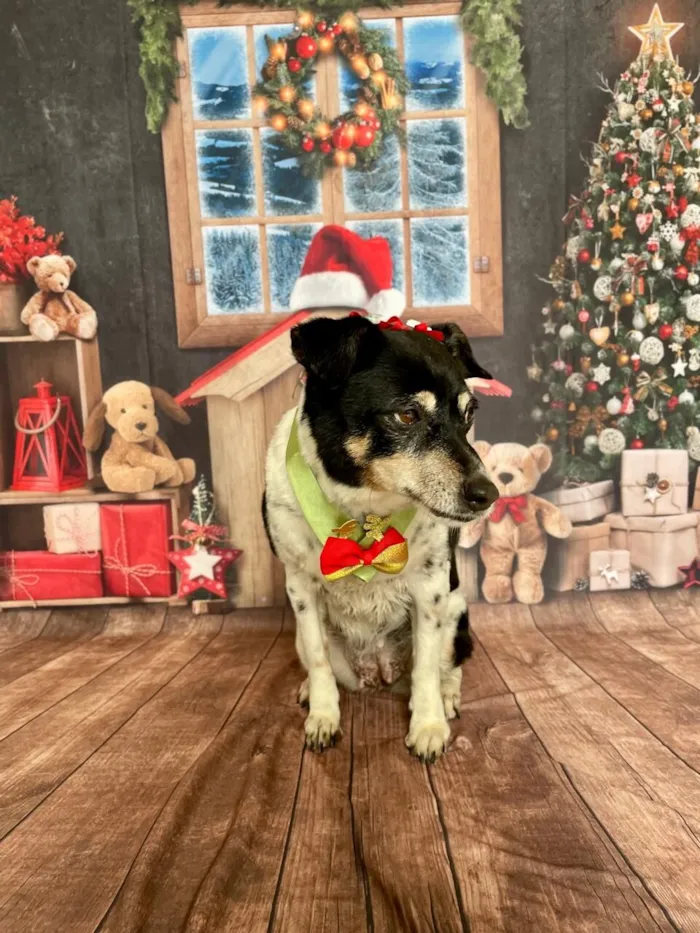 Cachorro raça Fox Terrier idade 6 ou mais anos nome Pink