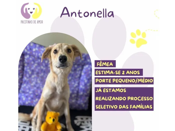 Cachorro raça SRD-ViraLata idade 2 anos nome Antonella