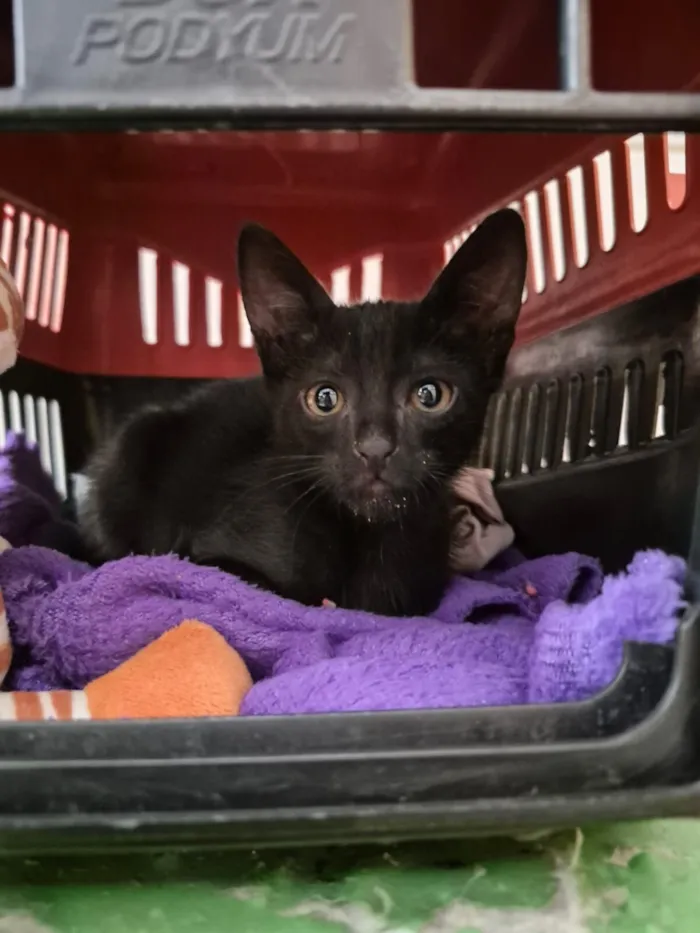 Gato raça SRD-ViraLata idade 2 a 6 meses nome Lisa