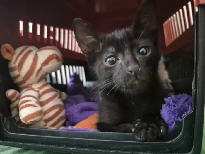 Gato raça SRD-ViraLata idade 2 a 6 meses nome Lisa