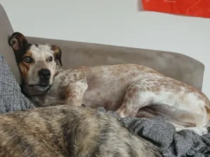 Cachorro raça SRD-ViraLata idade 2 anos nome Pintada 