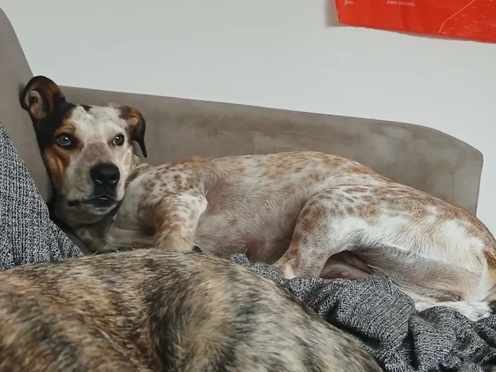 Cachorro raça SRD-ViraLata idade 2 anos nome Pintada 