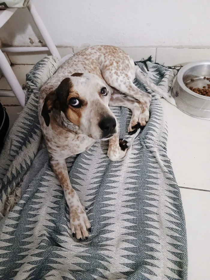Cachorro raça SRD-ViraLata idade 2 anos nome Pintada 